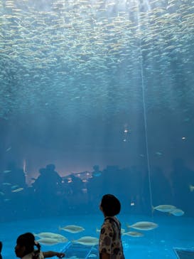 名古屋港水族館に投稿された画像（2025/8/7）