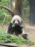 恩賜上野動物園に投稿された画像（2025/8/7）