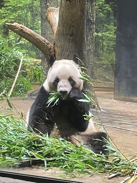 恩賜上野動物園に投稿された画像（2025/8/7）