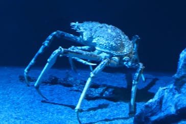 サンシャイン水族館に投稿された画像（2025/8/7）