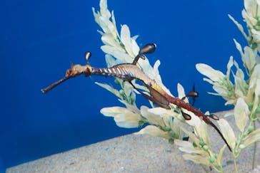 サンシャイン水族館に投稿された画像（2025/8/7）
