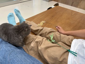 Cat Café MOFF イーアス沖縄豊崎店に投稿された画像（2025/8/7）
