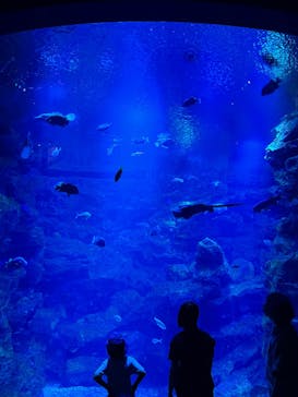 京都水族館に投稿された画像（2025/8/7）