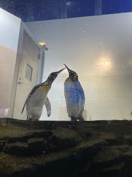 マクセル アクアパーク品川に投稿された画像（2025/8/7）