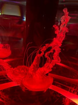 マクセル アクアパーク品川に投稿された画像（2025/8/7）