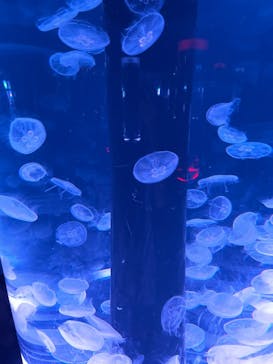 マクセル アクアパーク品川に投稿された画像（2025/8/7）