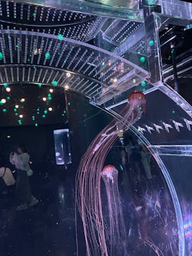 マクセル アクアパーク品川に投稿された画像（2025/8/7）