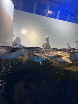 マクセル アクアパーク品川に投稿された画像（2025/8/7）