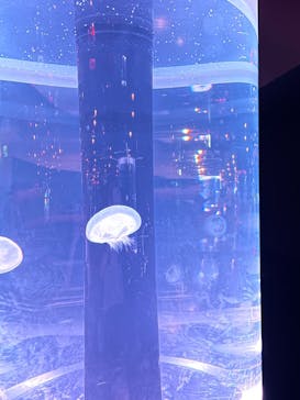 マクセル アクアパーク品川に投稿された画像（2025/8/7）