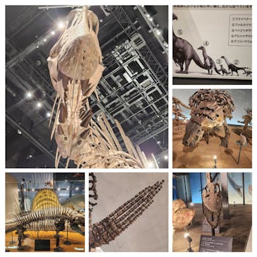 福井県立恐竜博物館に投稿された画像（2025/8/7）