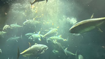 葛西臨海水族園に投稿された画像（2025/8/7）