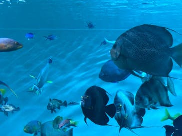 葛西臨海水族園に投稿された画像（2025/8/7）