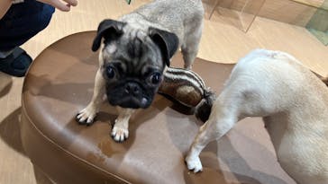 ぶさかわcafe 京都河原町店に投稿された画像（2025/8/7）