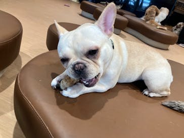 ぶさかわcafe 京都河原町店に投稿された画像（2025/8/7）