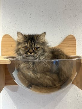 ぶさかわcafe 京都河原町店に投稿された画像（2025/8/7）