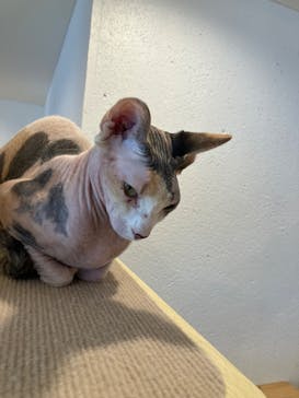 ぶさかわcafe 京都河原町店に投稿された画像（2025/8/7）