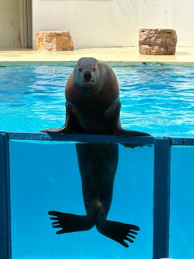 伊豆・三津シーパラダイスに投稿された画像（2025/8/7）