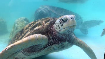沖縄美ら海水族館に投稿された画像（2025/8/7）