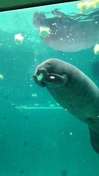 沖縄美ら海水族館に投稿された画像（2025/8/7）