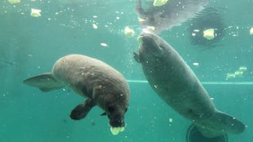 沖縄美ら海水族館に投稿された画像（2025/8/7）