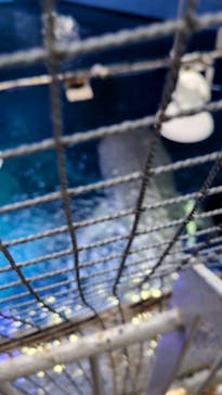 沖縄美ら海水族館に投稿された画像（2025/8/7）