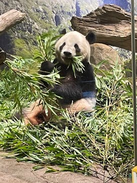 恩賜上野動物園に投稿された画像（2025/8/7）