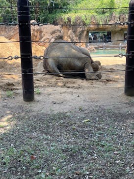 恩賜上野動物園に投稿された画像（2025/8/7）