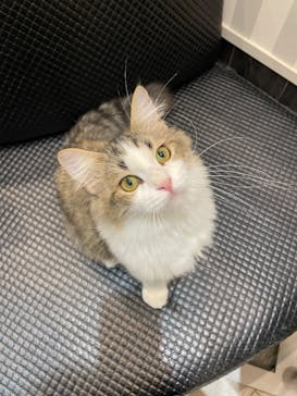 猫カフェモカ　アルシェ大宮店に投稿された画像（2025/8/7）