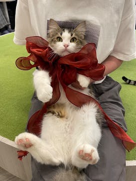 猫カフェモカ　アルシェ大宮店に投稿された画像（2025/8/7）