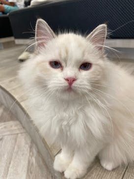 猫カフェモカ　アルシェ大宮店に投稿された画像（2025/8/7）