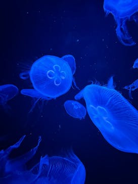 AOAO SAPPOROに投稿された画像（2025/8/7）