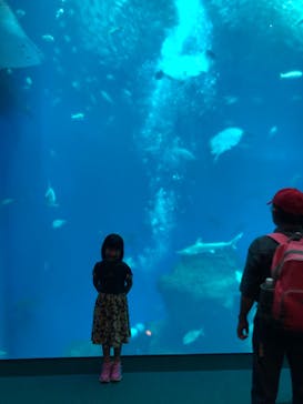 アクアワールド茨城県大洗水族館に投稿された画像（2025/8/7）