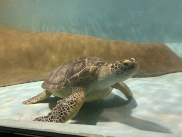 マリンワールド海の中道に投稿された画像（2025/8/7）