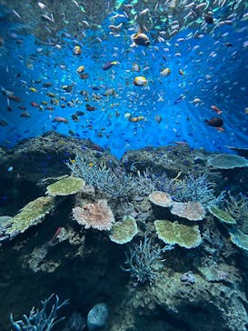 アクアワールド茨城県大洗水族館に投稿された画像（2025/8/7）