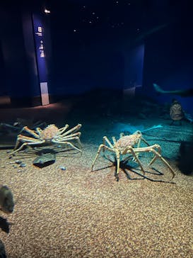 アクアワールド茨城県大洗水族館に投稿された画像（2025/8/7）