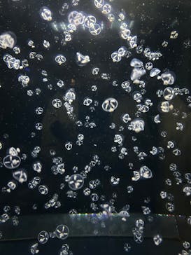 アクアワールド茨城県大洗水族館に投稿された画像（2025/8/7）