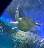 しながわ水族館に投稿された画像（2025/8/8）