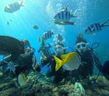 青の洞窟専門店　沖縄ダイビングショップ和に投稿された画像（2025/8/8）