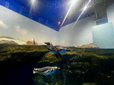 マクセル アクアパーク品川に投稿された画像（2025/8/7）