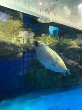 マクセル アクアパーク品川に投稿された画像（2025/8/8）