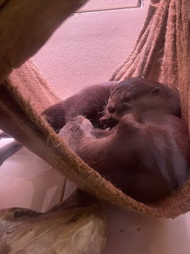 マクセル アクアパーク品川に投稿された画像（2025/8/8）