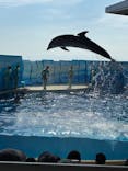新江ノ島水族館に投稿された画像（2025/8/8）