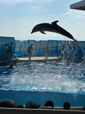 新江ノ島水族館に投稿された画像（2025/8/8）