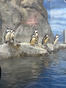 新江ノ島水族館に投稿された画像（2025/8/8）