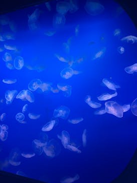 新江ノ島水族館に投稿された画像（2025/8/8）