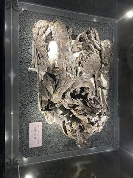 福井県立恐竜博物館に投稿された画像（2025/8/8）