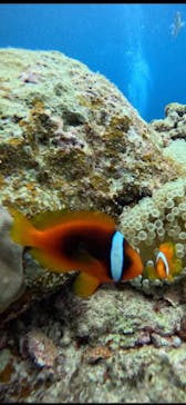 武藤潜水に投稿された画像（2025/8/8）