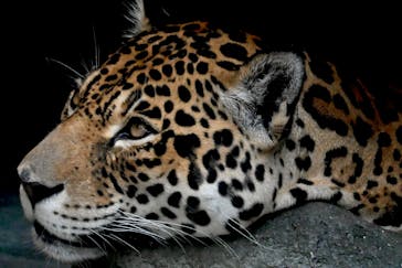 天王寺動物園に投稿された画像（2025/8/8）