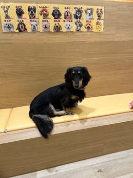 いぬカフェRio 秋葉原店に投稿された画像（2025/8/8）