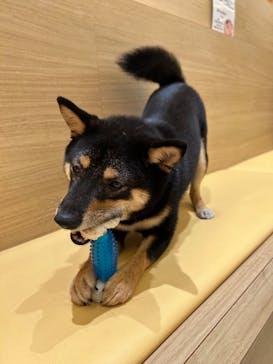 いぬカフェRio 秋葉原店に投稿された画像（2025/8/8）